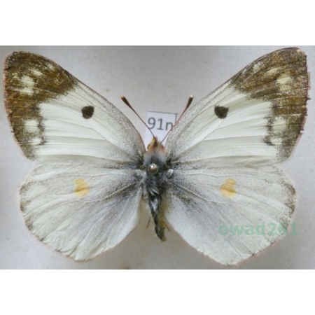 Colias hyale (Linnaeus, 1758) Szlaczkoń siarecznik Poland91n